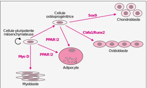 Figure 2. Les ostéoblastes proviennent de la différenciation de cellules souches mésenchymateuses pluripotentes