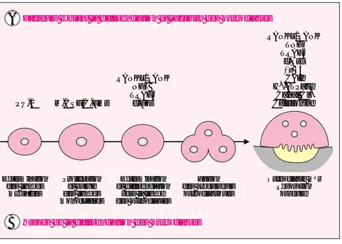 Figure 1. Schéma de la différenciation ostéoclastique. Les ostéoclastes ont une origine commune avec les monocytes/macrophages dans la moelle osseuse