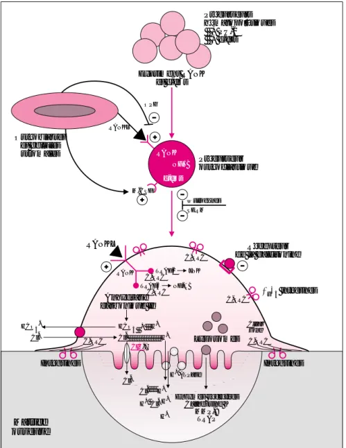 Figure 2. Bipolarité morphologique et fonctionnelle de l’ostéoclaste. Le pôle apical est en regard de la matrice osseuse : il comprend la sealing zone, et délivre dans la lacune de résorption enzymes et métalloprotéases dégradant la matrice