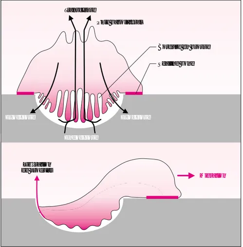 Figure 3. Domaines membranaires fonctionnels de l’ostéoclaste. La bordure en brosse apicale caractéristique des ostéoclastes comprend deux domaines  dis-tincts : une partie sécrétoire, dans une zone immédiatement contiguë  à la  sea-ling zone, et une parti