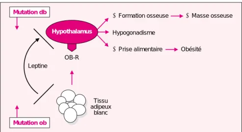 Figure 1. Conséquences des mutations ob/ob et db/db. La leptine est sécrétée par le tissu adipeux et agit sur l’hypothalamus par l’intermédiaire de son récepteur OB-R