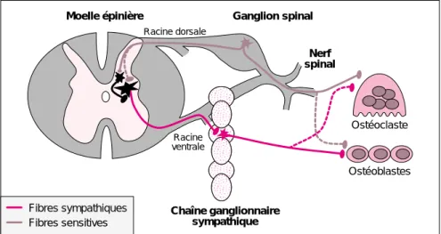 Figure 1. Origine des fibres nerveuses destinées  à  l’os. Le système nerveux autonome (système sympathique) utilise deux neurones entre le système nerveux central et l’os