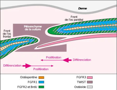 Figure 3. Expression des gènes FGFR1, FGFR2, FGFR3 et Twist au niveau de la suture coronale chez la souris à 16 jours de développement