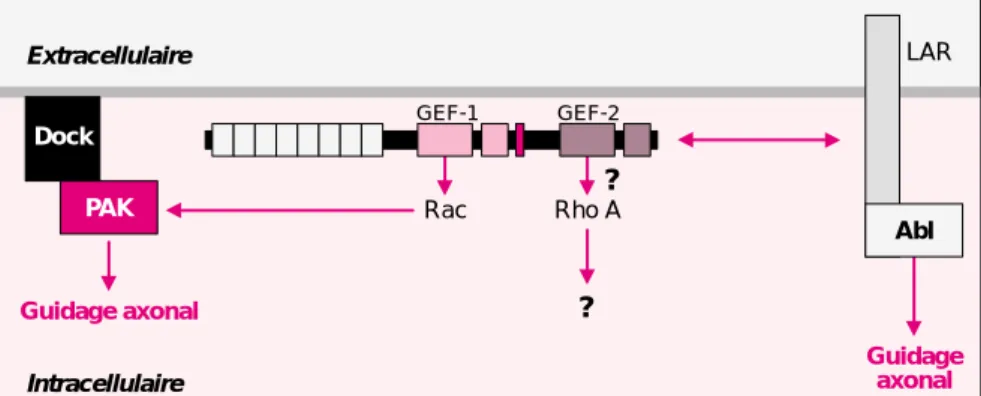 Figure 4. Fonction de Trio dans le guidage axonal chez la drosophile. L’ana- L’ana-lyse des données génétiques chez C