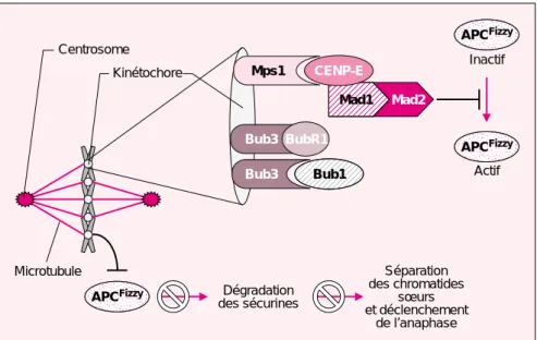 Figure 1. Modèle du mécanisme de couplage entre métaphase et anaphase.