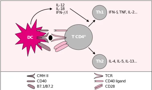 Figure 1. Les cellules dendritiques contrôlent la différenciation des lympho- lympho-cytes T auxiliaires CD4 + 