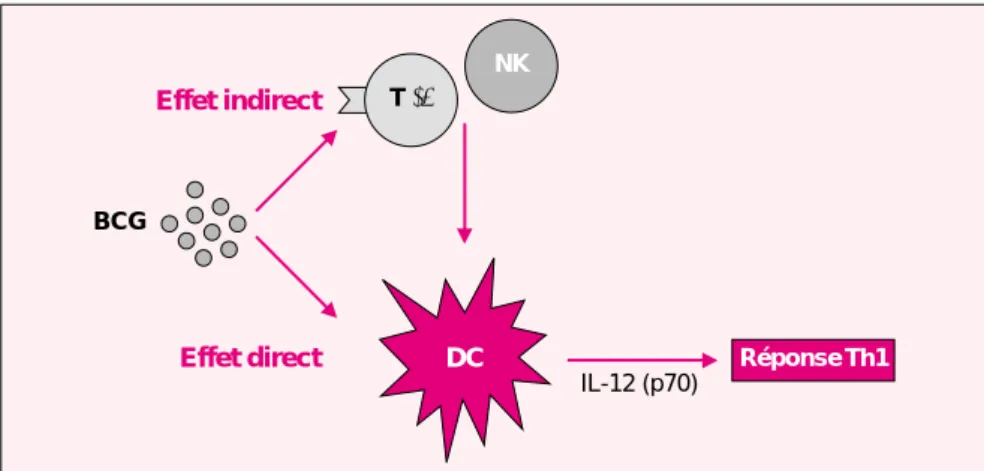 Figure 3. Induction de réponse Th1 chez le nouveau-né par le BCG. Le BCG permettrait le développement de réponses Th1 chez le nouveau-né en  indui-sant la maturation des cellules dendritiques (DC) et la synthèse d’IL-12, soit par action directe sur ces cel