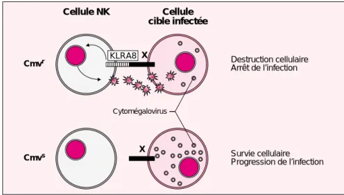 Figure 2. L’expression de KLRA8 est essentielle à la reconnaissance et à la destruction des cellules cibles infectées par le CMV