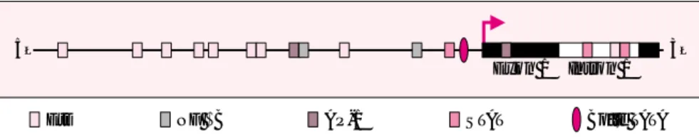 Figure 1. Structure de la séquence régulatrice du gène  bcl-x L humain. Les sites de liaison pour les facteurs de la famille Ets, Rel/NF κ B, STAT et AP-1 ont été déterminés par MatInspector Program