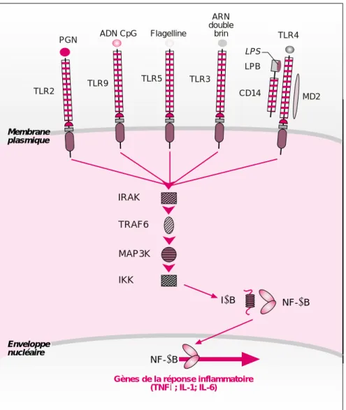 Figure 2. Rôle des molécules TLR dans la réponse immunitaire des mammi- mammi-fères. Exprimés à la surface des cellules immunocompétentes, les membres de la famille des TLR peuvent être activés par des motifs structuraux très variés et présents à la surfac