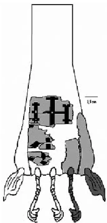 Fig. 10 : S, restitution du manipule ou étole. 