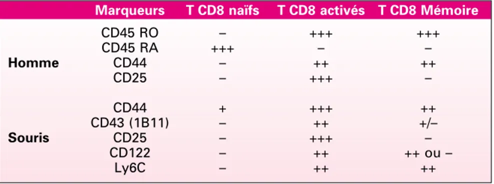 Tableau I. Phénotype membranaire des différents types de lymphocytes T CD8 + chez l’homme et chez la souris.