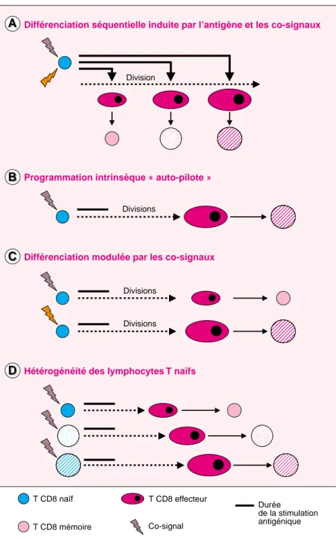 Figure 1. Différents modèles de pro- pro-duction des lymphocytes T CD8 + mémoire. Les différents modèles présentés découlent des résultats obtenus dans différents systèmes expérimentaux ; ils ne sont pas mutuellement exclusifs