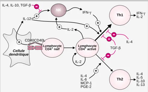 Figure 3. Les paramètres influençant la différenciation des lymphocytes T CD4 + .  L’activation des lymphocytes T naïfs dépend de l’interaction entre le RcT exprimé  à la surface de ces cellules et le ligand peptide/CMH présenté par les cellules dendritiqu