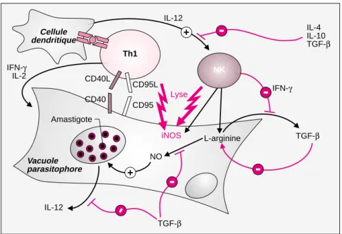 Figure 4. La destruction des leishmanies. Le schéma représente un macro- macro-phage infecté et sa vacuole parasitophore contenant des amastigotes