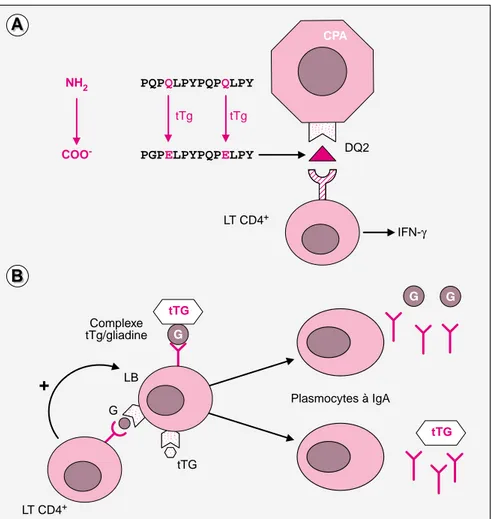 Figure 3. Déclenchement des réponses T anti-gliadine et B anti-gliadine et anti-transglutaminase dans le chorion intestinal