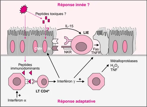 Figure 4. Modèle hypothétique de pathogénie de la maladie cœliaque. Ce modèle tente d’intégrer les données de la littérature et nos données  person-nelles