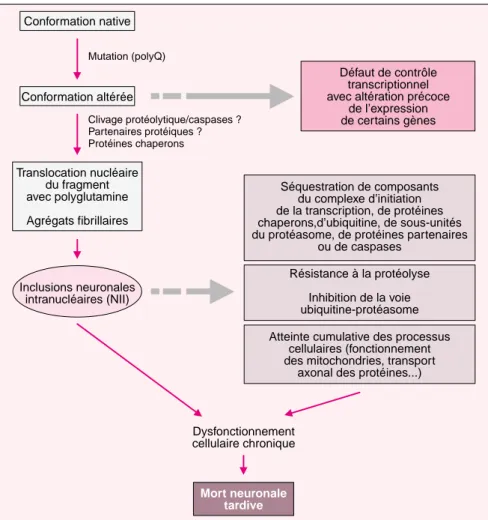 Figure 2. Schéma récapitulatif des étapes clés ou des acteurs du mécanisme physiopathologique en jeu dans les maladies par expansion de  polygluta-mine