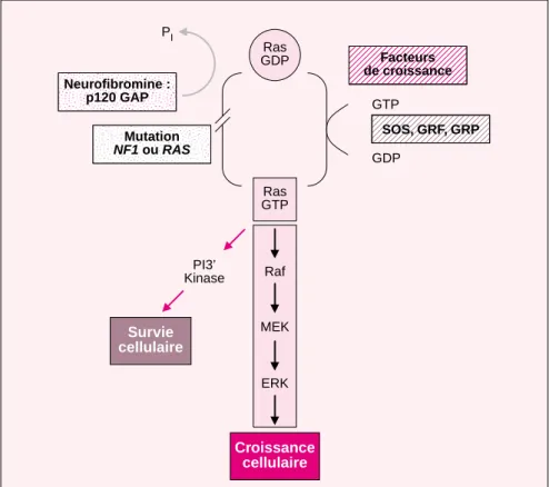 Figure 10. Schématisation de l’activation de Ras. La production de Ras est finement réglée par un cycle entre une conformation active porteuse de GTP et une conformation inactive porteuse de GDP