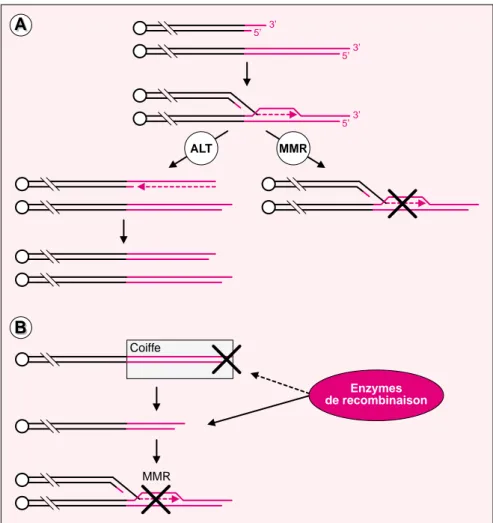 Figure 1. Le système de réparation des mésappariements de l’ADN (MMR) et la recombinaison inter-télomérique