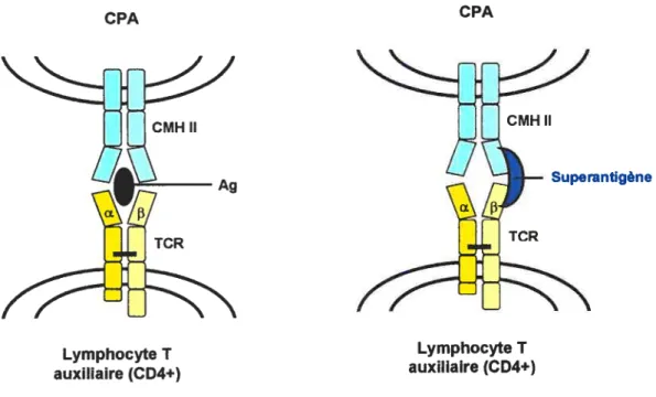 Figure 9. Différence entre la liaison d’un Ag conventionnel et d’un superantigène à un TCR