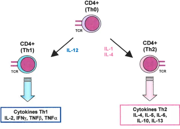 Figure 1. Les lymphocytes T auxiliaires (CD4÷). Les lymphocytes T auxiliaires portent plusieurs molécules à leur surface dont le récepteur (TCR) spécifique à un Ag et la molécule CD4+ reconnaissant les CHM ii à la surface des CPA