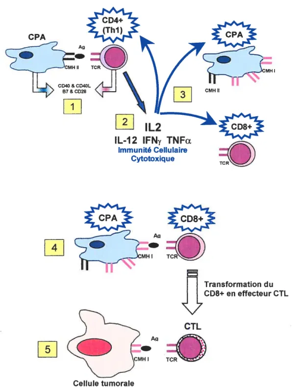 Figure 2. Les étapes de l’immunité cellulaire cytotoxique. Y) Interaction entre une CPA et un lymphocyte T auxiliaire 2) Production des cytokines de type Thi par te lymphocyte T auxiliaire stimulé 3) Activation des CPA, lymphocytes T auxiliaires (CD4+) et 