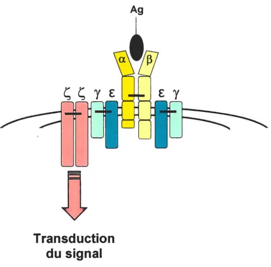 Figure 4. La structure complète du complexe TCR des lymphocytes T (CD4+ et CD8+). Les humains, les rongeurs et la majorité des animaux non ruminants possèdent 90 à 99% de leur TCR constitués d’une chaîne Œ et d’une chaîne p