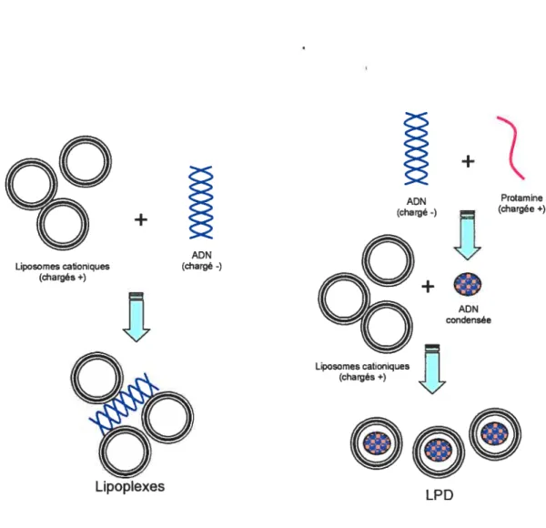 Figure 7. La création de vecteur avec des lipides cationiques. Les lipides cationiques peuvent être organisés sous deux formes de vecteur, soit: les lipoplexes et les LPD