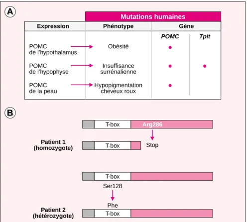Figure 2. Des mutations du gène  TPIT causent une déficience isolée en ACTH. A. Comparaison des phénotypes produits par les mutations dans le gène codant pour la POMC ou le gène TPIT