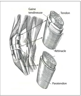 Figure 2 : Le tendon et ses annexes   (McIlwraith 2002) 