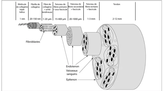 Figure 6 : Organisation hiérarchique du tendon  (adapté d’après (Richardson et al. 2007)) 