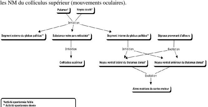 Figure 2 Connexions efférentes des NGC 