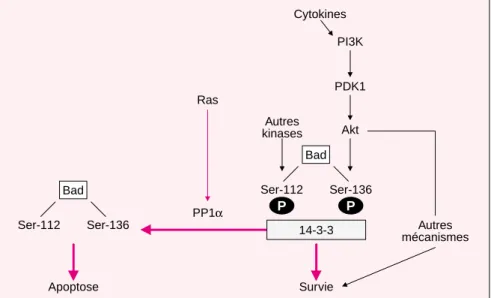 Figure 1. PP1, une nouvelle phosphatase qui contrôle la survie des cellules.