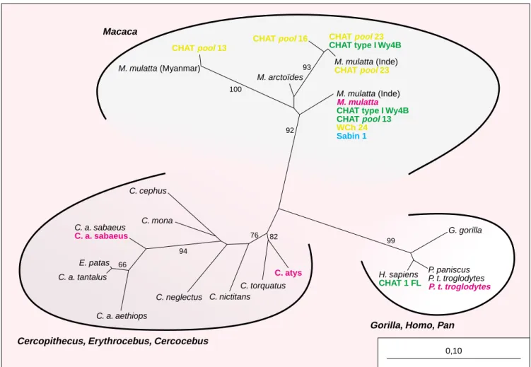 Figure 1. Arbre phylogénétique de l’ADN mitochondrial 12S. Les trois groupes principaux correspondant sont : Macaca, Cercopithecus et Gorilla/Homo/Pan