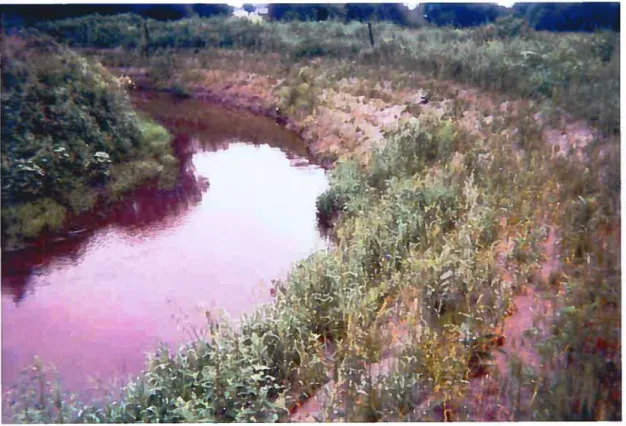 Figure 3: Soft-engineering stabilization technique (using vegetation) implemented in June 2003 in the study reach.