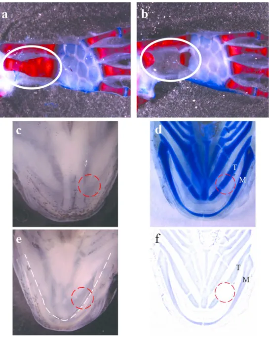 Figure 3. Forelimb bone gap and oral punch experiments.  