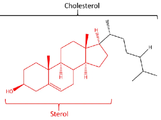 Figure  1-9:  Structure  of  Cholesterol.  Cholesterol  is  one  of  the  main  types  of  sterol,  the  polycyclic structure in red