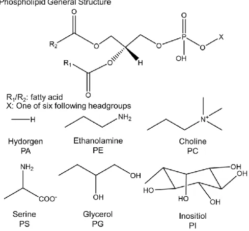 Figure 1-10: The Six  Phospholipid Classes and Their Headgroups.  Phospholipids share the  same general structure shown and can have six different head groups: hydrogen (PA), ethanolamine  (PE), choline (PC), serine (PS), glycerol (PG) and inositol (PI)