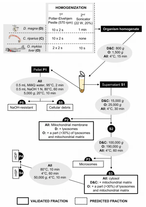 Figure S1 - Subcellular fractionation protocol for each organism (D: D. magna; 