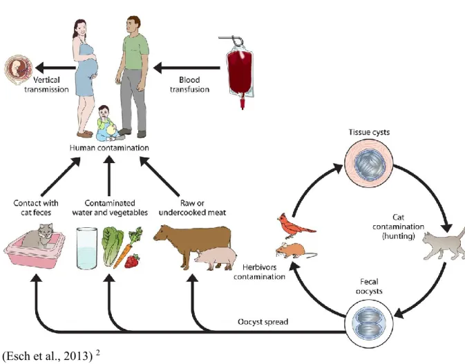 Figure 1.  Cycle de vie de Toxoplasma gondii et sources d’infection de l’humain  