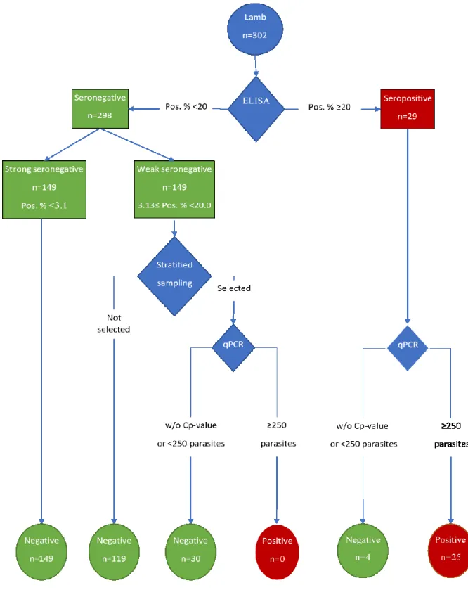 Figure 4.   Description of the methodological process to determine  Toxoplasma gondii  status of lamb retail meat samples in this study 