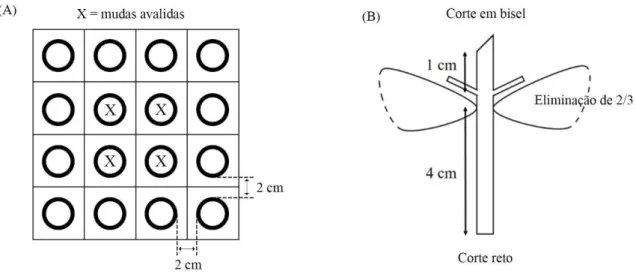 Figura 1 – Distribuição das mudas que compuseram as parcelas experimentais (A) e esquema  dos tamanhos e tipos de corte usados para produção das estacas (B)