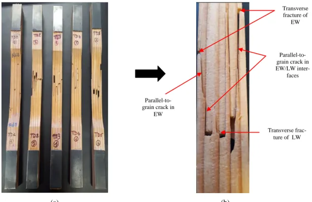 Figure 4: (a) Failure patterns observed for Douglas fir specimens (b) Failure modes  in TD5 fracture surface 