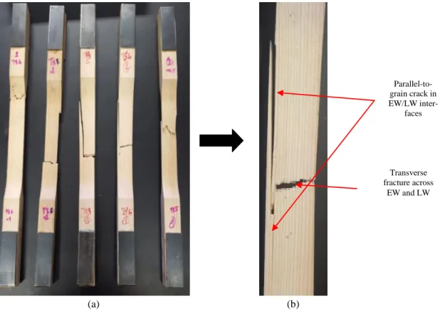 Figure 6: (a) Failure patterns observed for silver fir specimens (b) Failure modes in TS4 specimen  Transverse fracture across EW and LW Parallel-to-grain crack in EW/LW inter-faces 