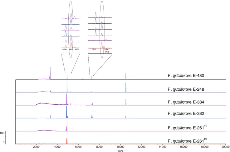 Fig. 1 MALDI-TOF MS spectra of Fusarium guttiforme isolates, including E-216 cp grown on PDA culture plate and E-216 pa grown in pineapple stem side shoot