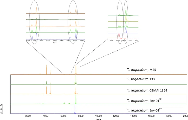 Fig. 3 MALDI-TOF MS spectra of Trichoderma asperellum strains M25, T33 and CBMAI 1364, and isolates Env-01 cp and Env-01 pa 