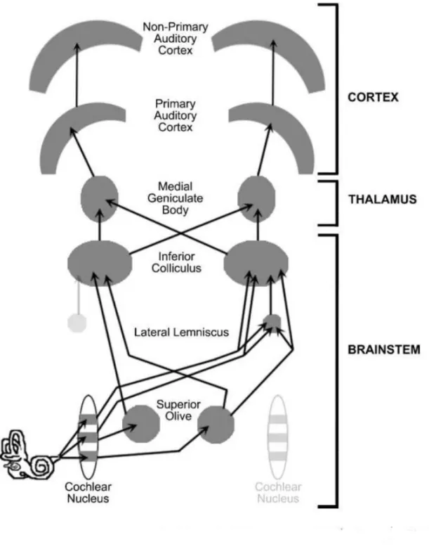Fig. 2.1 – Schéma représentant la connectivité du système auditif, de l'oreille  externe jusqu'aux aires auditives corticales