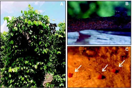 FIGURA 4. Infecção na parte aérea da planta causada pela forma perfeita do fungo, que provoca o secamento de alguns ramos da planta, enquanto  os  outros  continuam  verdes  (A)