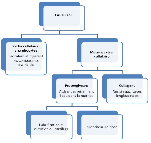 Fig. 7.1.1. Constituants du cartilage et leurs rôles 